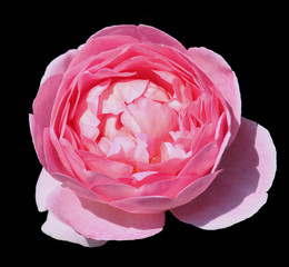 Rose ancienne
