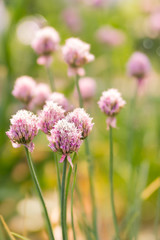 Spring flower chives on sunny day