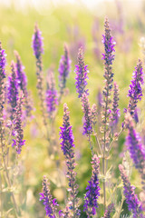 Spring flower lilac color on sunny day