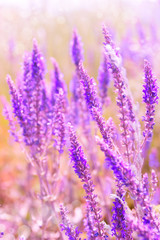 Obraz premium Spring flower lilac color
