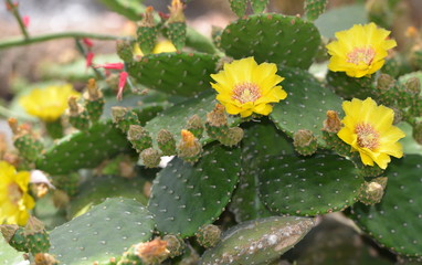 cactus fleuri