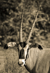 Oryx looking at viewer in sepia