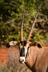 Oryx looking at viewer