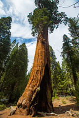 Giant Sequoia