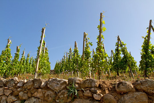 VIGNES A CONDRIEU