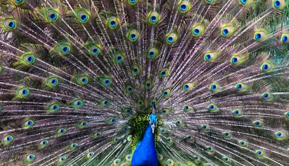 Fotobehang peacock © Pakhnyushchyy