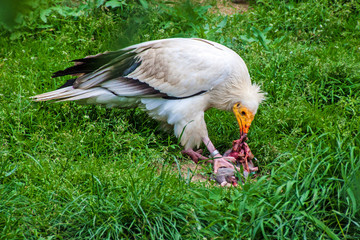 Egyptian vulture