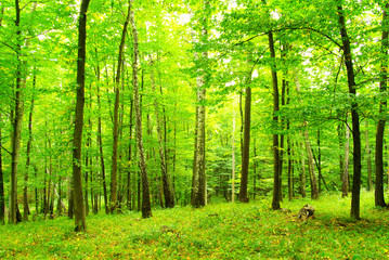 forest