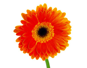 gerbera