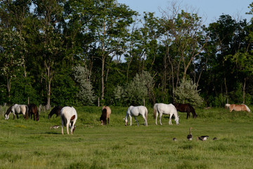 Fototapeta na wymiar zahlreiche Pferde auf der Weide