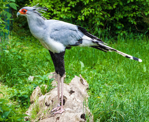Secretary bird