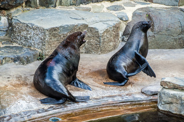 Obraz premium South African Fur Seals