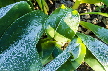 Spring leaves covered with frost