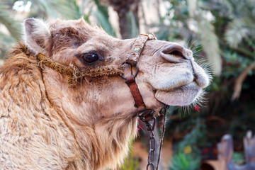 Portrait of a camel