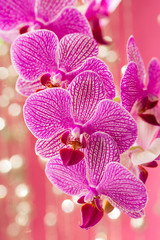 Fototapeta na wymiar Orchid.