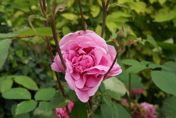 Pink rose
