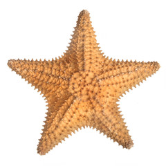 star fish isolated on white