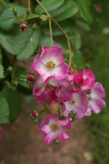 Obraz premium Pink rambler rose