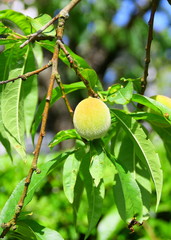 p&ecirc;che de vigne,dans arbre fruitier
