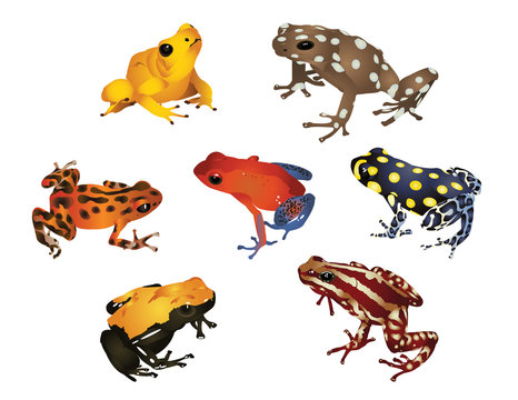 Amazing frogs