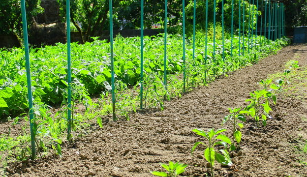pieds de tomates, jardin, culture