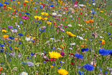 Blumenwiese