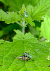 erotisierte Rüsselkäfer