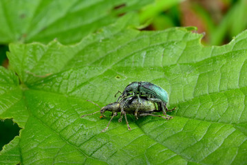 Rüsselkäfer Paar / weevil pair