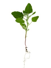 pigweed plant isolated