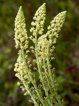 yellow flowers of wild plant reseda
