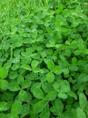 Green grass clover seamless texture