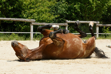 Brauner wälzt sich