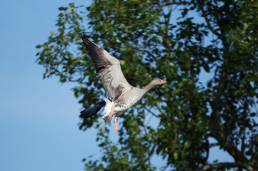 Greylag Goose, Anser anser