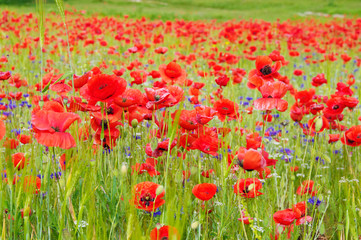 Poppy field
