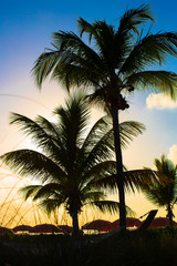 Fototapeta na wymiar Beautiful sunset over sea beach with palmtree silhouette