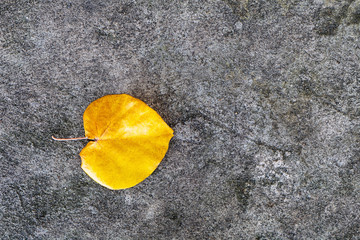 one yellow leaf on grey stone texture - 65979388