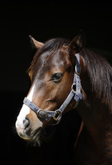 Portrait of beautiful  thoroughbred horse in the stable.