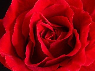Close up of beautiful velvet red rose