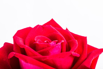closeup red rose in chiangmai Thailand
