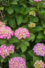 満開のあじさい