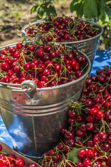 cherry tree