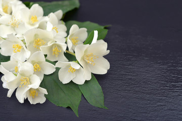 Naklejka na ściany i meble Jasmine flowers