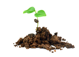 Sapling on white background