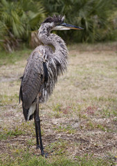 Fototapeta premium Portrait of a Great blue heron