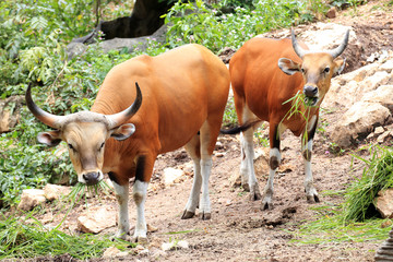 Wild Cattle eating grass