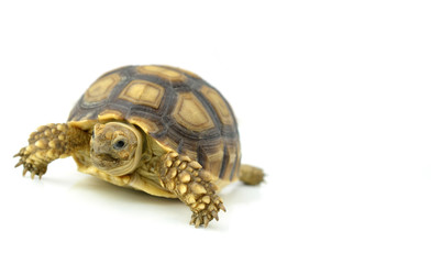 turtle on white background