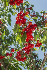 cherry tree