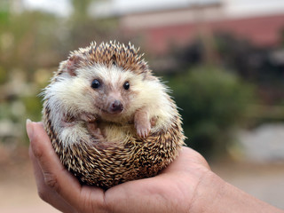 Hedgehog © evegenesis