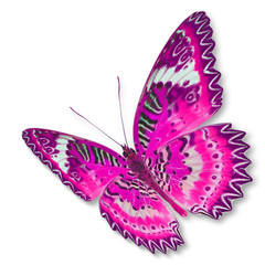Pink butterfly