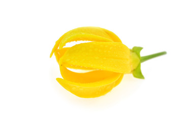 Fototapeta na wymiar Ylang-Ylang Flower